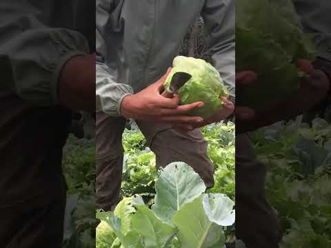 Harvesting iceberg lettuce