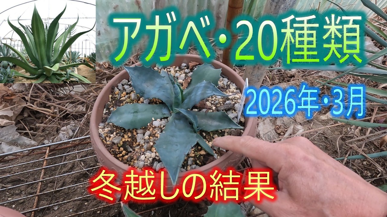 Agave - 20 varieties] Wintering results, March 2026 (26/4/13