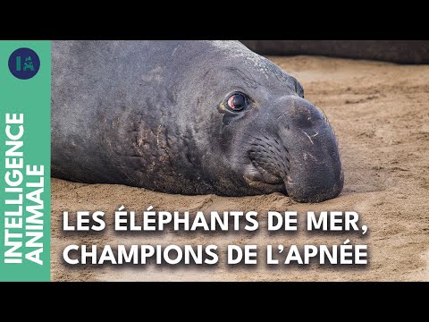 Vidéo: Les éléphants de mer sont-ils des pinnipèdes ?