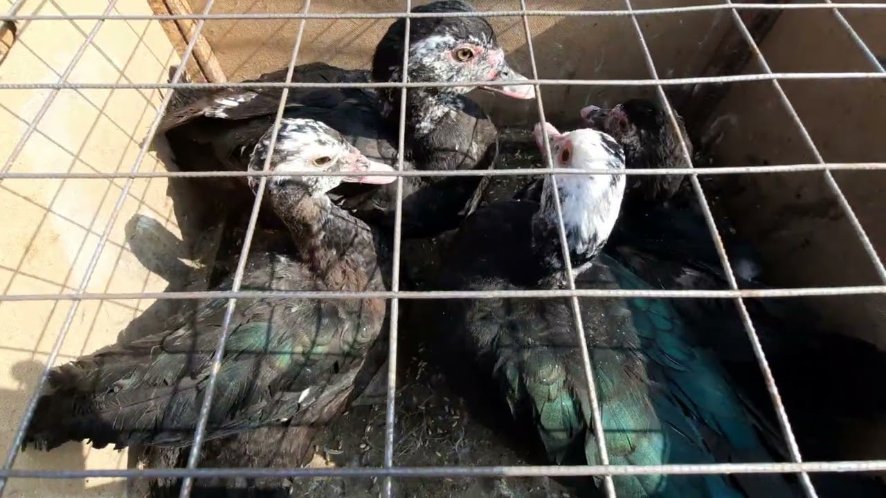 ТООК БАЗАР 01.03.2026 СИЗДЕН ПОДПИСКА И ЛАЙК❤️БИЗДЕН АРАКЕТ💫 Город Кызыл-Кыя 