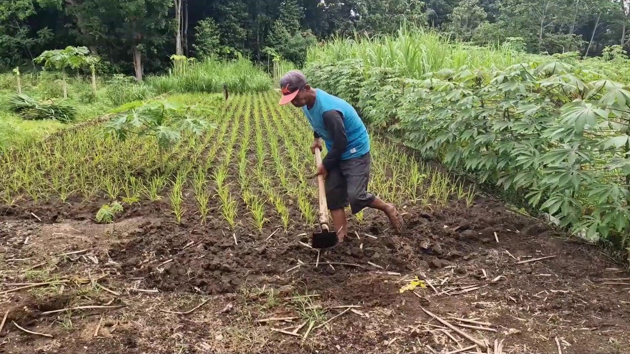 SIMPLE FARMING TOOLS THAT HELP VILLAGE FARMERS PREPARE RICE SEED PLANTING MEDIA!-Agriculture Farming