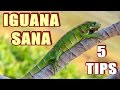 Iguana sana - 5 consejos para su desarrollo.