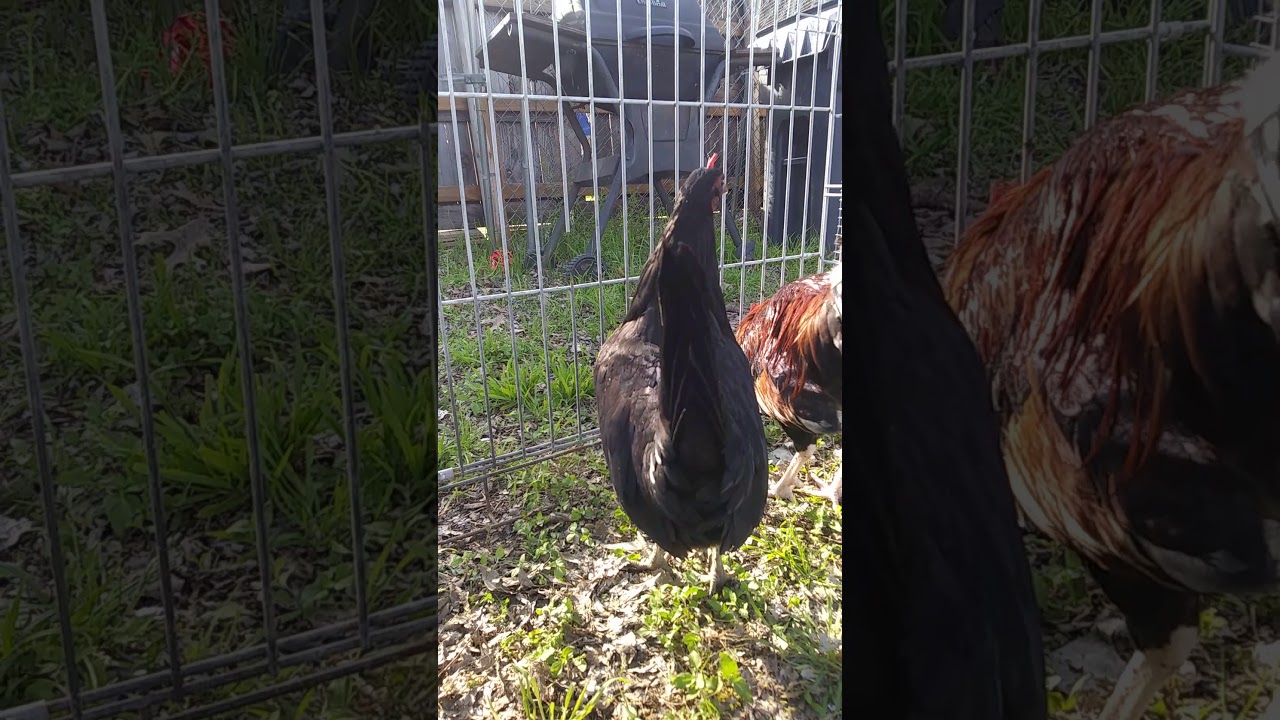 Mi gallo kelso y gallina caballo de guerra - YouTube