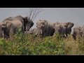 Ventilation par les oreilles de tout un troupeau d&#39;éléphants à Etosha