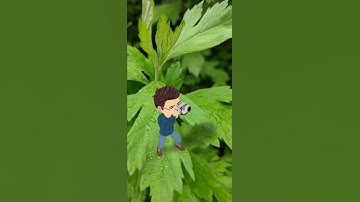 SHUTTER SOUND ||MOST SATISFYING SOUND FOR EVERY PHOTOGRAPHER|| #photography  #shuttersoud #ytshots