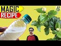 BEST ORGANIC PESTICIDE FORMULA | Home made Pest Control Recipe