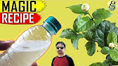 Organic Mosquito Control Methods - YouTube