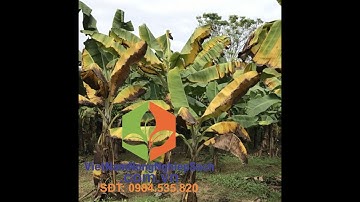 KỸ THUẬT XỬ LÝ BỆNH HÉO RŨ VÀNG LÁ TRÊN CÂY CHUỐI