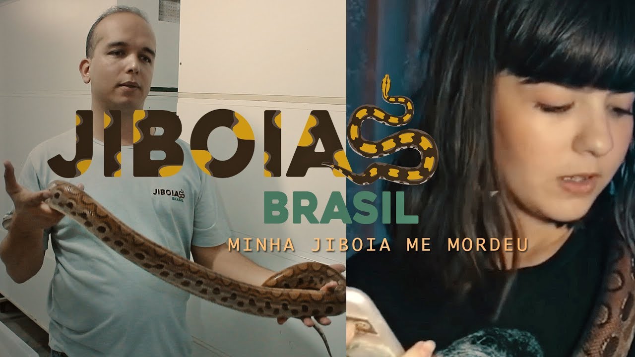 Porque minha jiboia me mordeu?