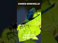 A banded demoiselle dragonfly resting  on a green leaf 