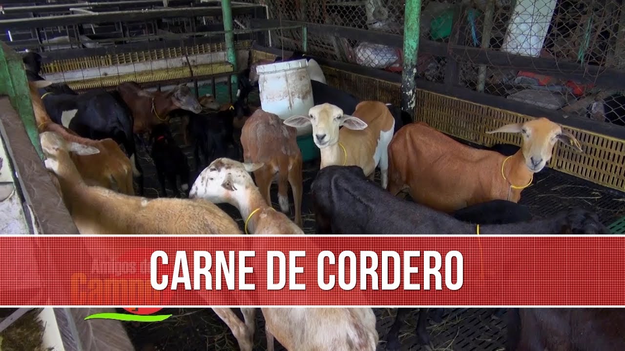 Como Desarrollar un Proyecto Pecuario Ovino Exitoso y Rentable- TvAgro por Juan Gonzalo Angel