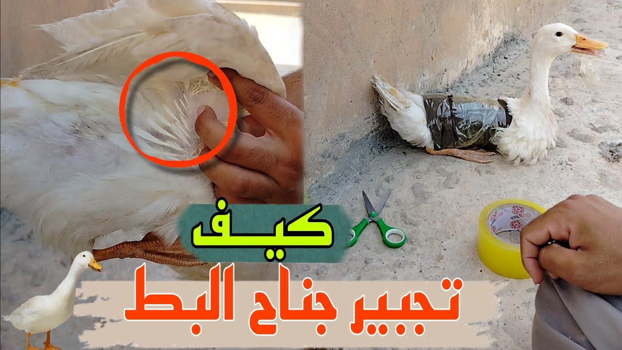 شاهد كيف يتم تجبير جناح البط بعد الكسر 🩻🦆🦢
