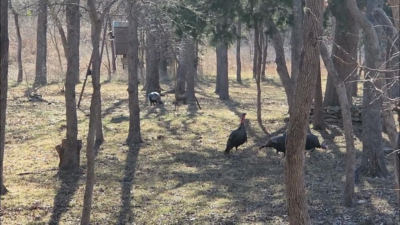 21 WILD TURKEYS IN THE BACKYARD TODAY FEBRUARY 25TH 2025 - YouTube