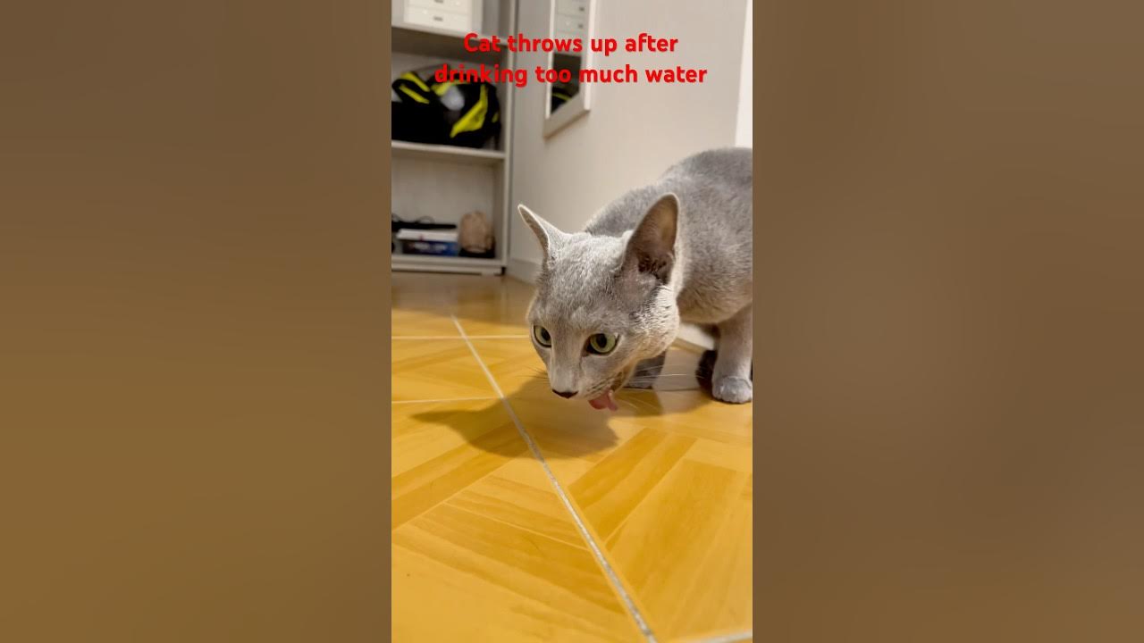 Cat Throws Up After Drinking Too Much Water