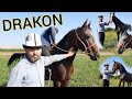 ДРАКОН ЧЫКТЫ 👉 САЯПКЕРДЕН СЕГИЗ АТТЫ ТАНДАГЫЛА 🐎 КЕЛИШКЕН КУНАН ТАЙЛАР