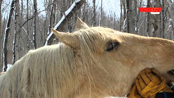 ¿Pueden los caballos sentir las emociones humanas?