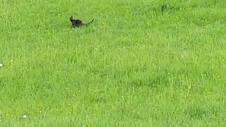 :    -   ( M ) // Wild Scottish cat of rare species. ( Mutation ).