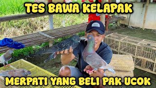 BAWA MERPATI YANG BELI DARI TEMPAT PAK UCOK KELAPAK