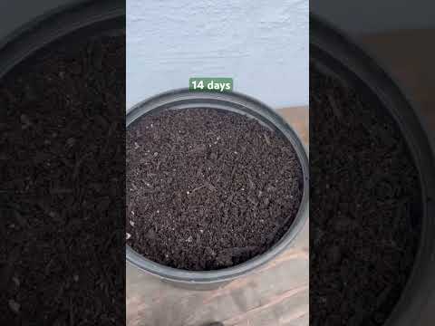 How to grow