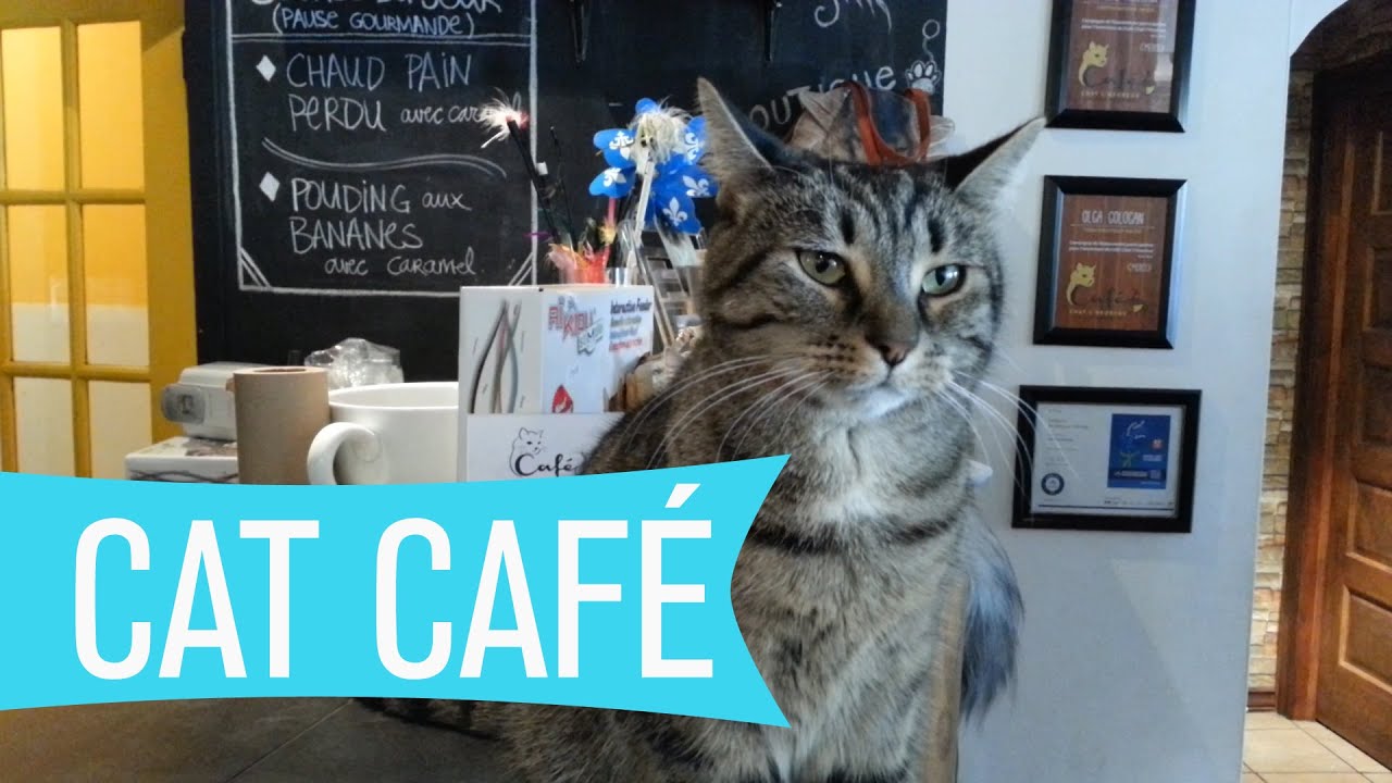 Montreal Cat  Cafe  Caf  le  chat l heureux WHAT S UP 