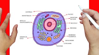 How to draw an animal cell