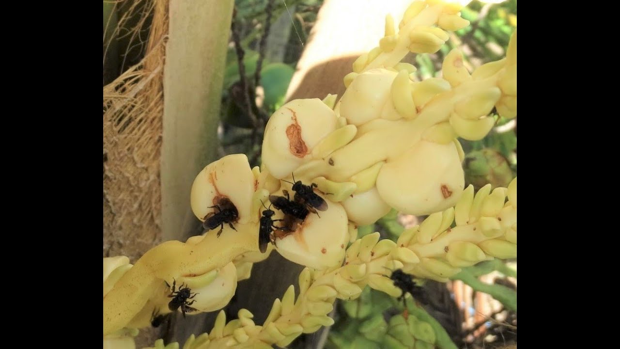 PROVAS DA INOCÊNCIA DA ABELHA ARAPUÁ POR SUPOSTOS DANOS CAUSADOS POR ELA A FLORES DE COQUEIRO.