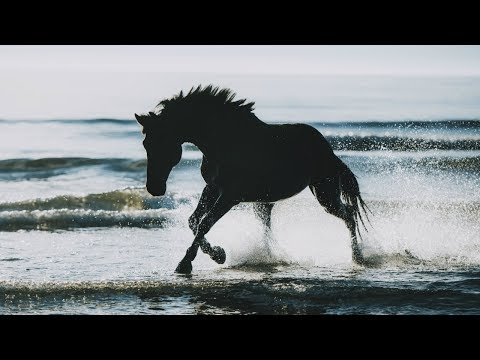 Happier || Equestrian Music Video