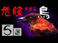 【出会ったら終わり】キケン過ぎる鳥5選