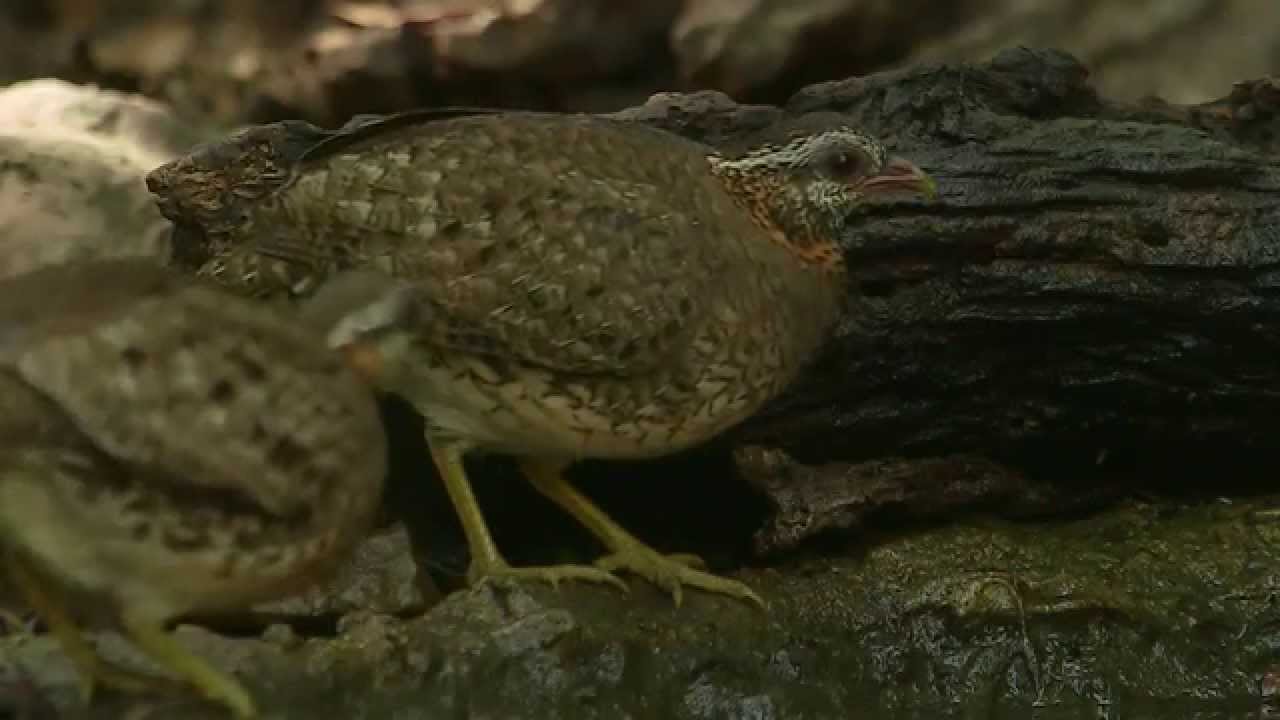 GREEN-LEGGED HILL PARTRIDGE,Arborophila chloropus,Viherjalkapyy