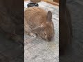Pumpkin the bun lives his toys! #rabbitsofyoutube #viralrabbit #bunnylife #pet #rabbitworld #bunny