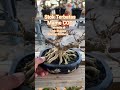 Stok terbatas buruan cek out #potbonsai #potkeramik #potbonsaikeramik #potbonsaimame #potkakigajah