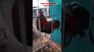 Gallos finos del criadero Jaguar Farm de Sinaloa México.