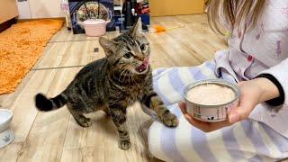 久しぶりの猫缶に自分の欲望を抑えきれなかった子猫w