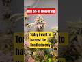 Whitethorn Rose x Margie's Magic 80x80x180 Day 55 of Flower Harvest Part 1