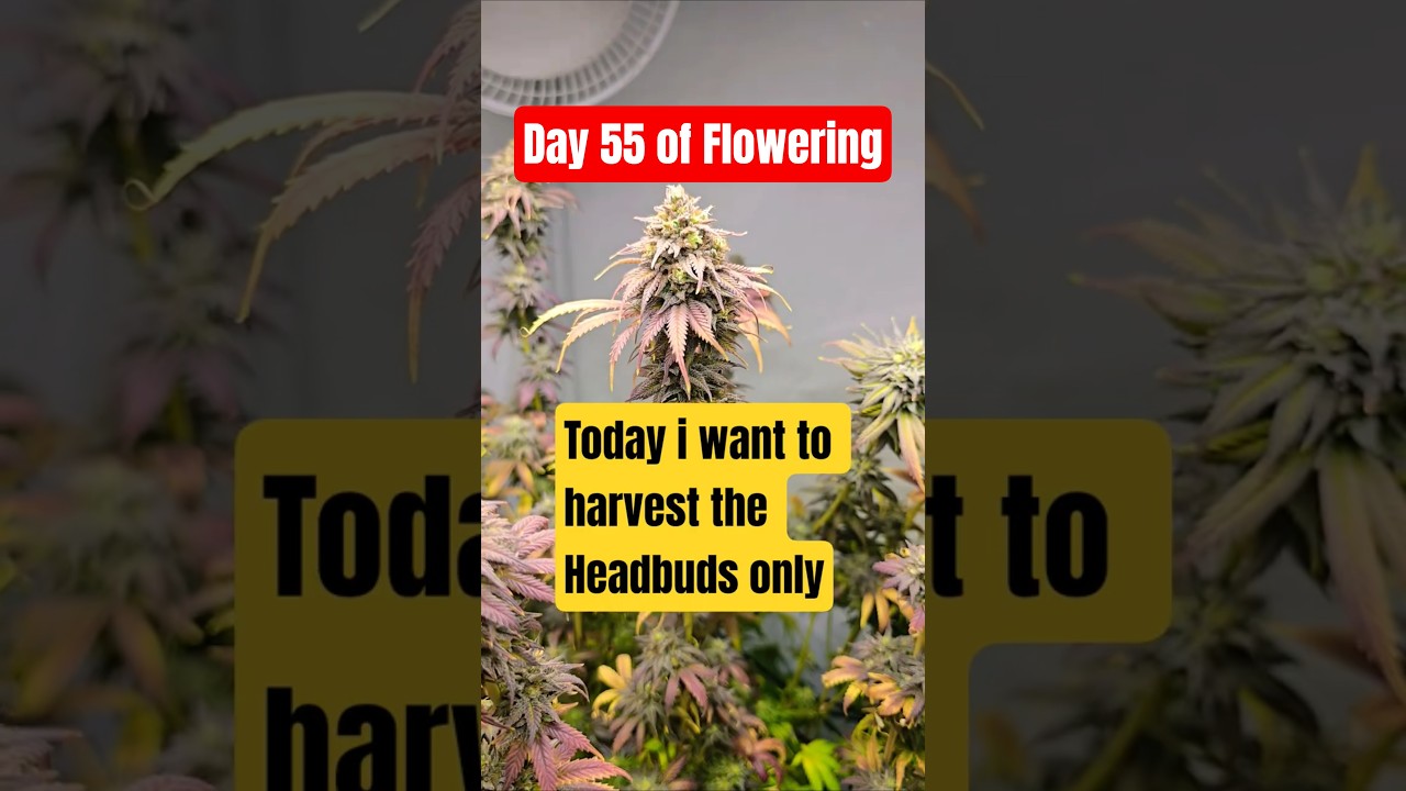 Whitethorn Rose x Margie's Magic 80x80x180 Day 55 of Flower Harvest Part 1