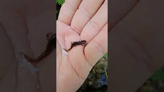 little pup #salamander #amphibians #outdoors #nature #critters #explore #cute