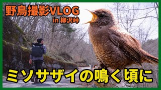 野鳥撮影Vlog「人寄せる 駒を押しのけ 鳴くサザキ」 ミソサザイ、キビタキ、キバシリ、ゴジュウカラなど | 柳沢峠を歩く Eurasian Wren, Birding in Japan