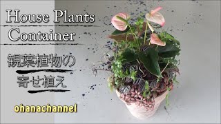 観葉植物の寄せ植え