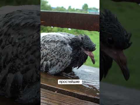 ГОЛУБИ-УБИЙЦЫ!? Чем опасны голуби и их образ жизни