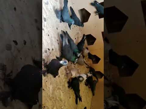 Голуби таджикстан Г