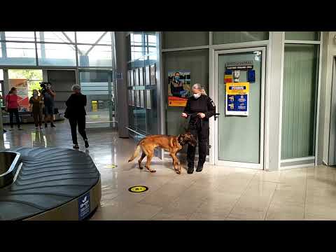 Video: TSA Angajează Câini Pentru A Reduce Timpul De Așteptare La Aeroport