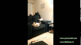 How cat and kitten were playing in a chair 2/Как котёнок и кошка играли в кресле 2 How cat and kitten were playing in a chair 2/Как котёнок и кошка играли в кресле 2