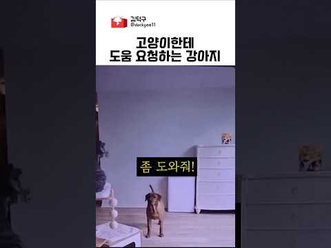 고양이한테 도움요청하는 강아지 thumbnail