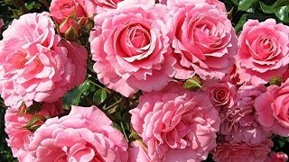 Сорта роз ( Varieties of roses )