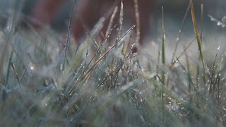 Frost: How it forms and how to get rid of it
