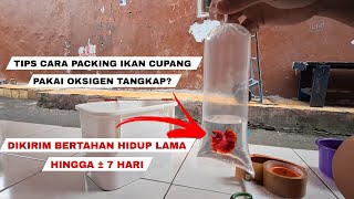 CARA PACKING IKAN CUPANG SUPAYA AMAN DIKIRIM
