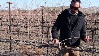 Pruning for vineyard longevity: a grapevine pruning workshop with Professor Luca Brillante