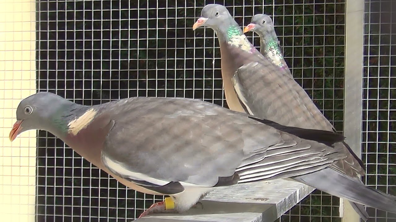 Mes Ramiers Common Wood Pigeon Youtube