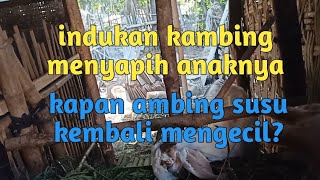 Kapan Ambing Susu Kambing Mengecil Sesudah Menyapih Anaknya