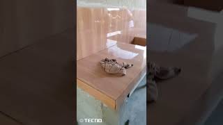 tile siting and grout done